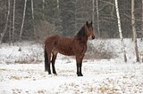 Орловская кобыла