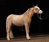 Мини жеребчик 2023 г.р.