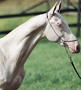 ТОПОВЫЙ ЖЕРЕБЕЦ ДЛЯ ШОУ / РА