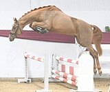 Внук легендарного Chacco Blue