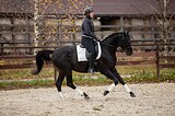 Шикарная лошадь в спорт!