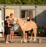 Уэльский пони