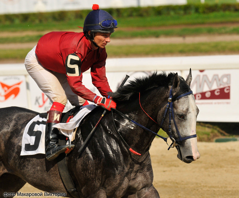 жер. Американ Мешуга (USA) (Macho Uno - Winning Chance), 2006г.р., мастер-жокей Иванской А.В.