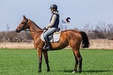 Поработать - будет лошадь м