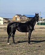 БЕЗОПАСНАЯ КОБЫЛА В ХОББИ /