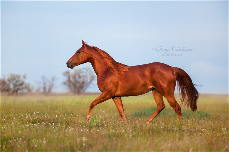 кобыла Golden Sunny Joy. American Quarter Horse
