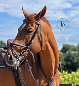 РЫЖИЙ ЖЕРЕБЕЦ В КОНКУР 