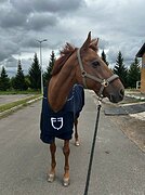 СКОРОСТНОЙ КОНЬ ДЛЯ ПОБЕД