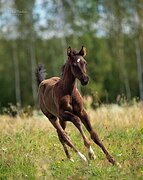 Любопытный жеребчик/ будет 