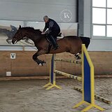 КОБЫЛА НА МАРШРУТЫ 115 СМ 