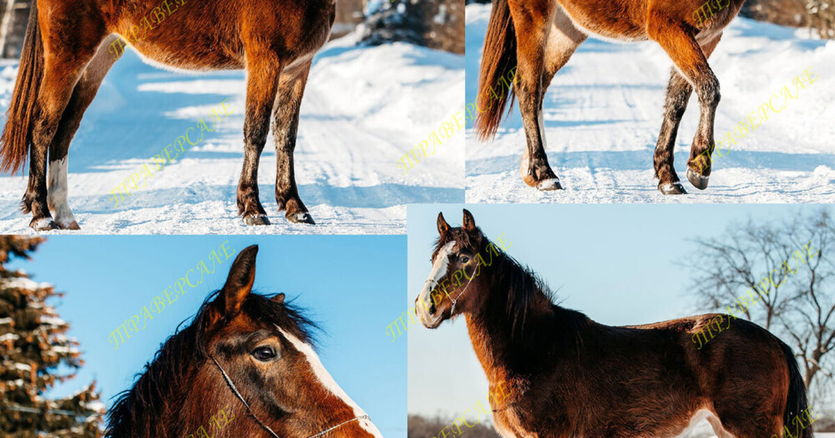 красивый конь. кобыла с жеребенком. найти про лошадей. лошадь сивой масти. конь.
