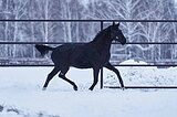 ганноверская кобыла в/х169см