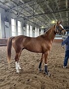 ЗАЕЗЖЕН, В ТРЕНИНГЕ У МС