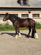 РАСПРОДАЖА ШАЙРОВ