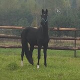 ОЛЬДЕНБУРГСКИЙ ЖЕРЕБЕЦ