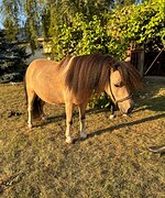 Мини-шетти КСК Созидатель