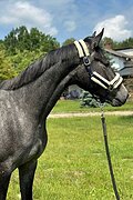 кобыла от More Than Special MG