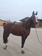 Тракено-голштинская 