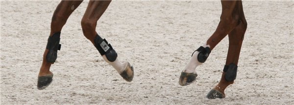 Gallop phase )