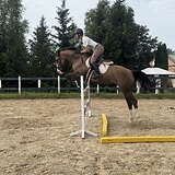 Мерин 2015