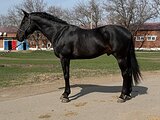 Вестфальский жеребец