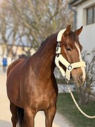 Мерин любительский 