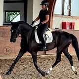 КОБЫЛА В ВЫЕЗДКУ 5 ЛЕТ 