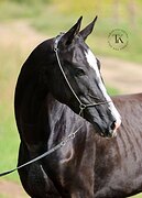 АХАЛТЕКИНСКИЙ ЖЕРЕБЕЦ 