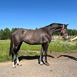 Балунетта 2023 г серая 