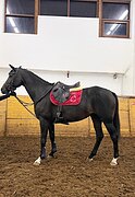 Кобыла в спорт 