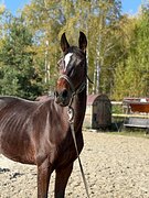 Кобыла в конкур