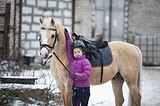 Жеребец Уэльский пони сект