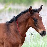 ГОЛШТИНСКИЙ ЖЕРЕБЕЦ