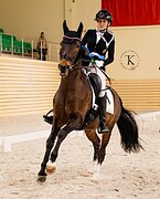 ГНЕДОЙ ПОНИ 10 ЛЕТ