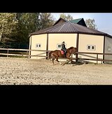 Крупная кобыла 