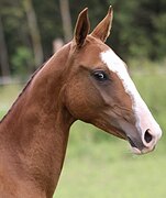 ГОЛУБОГЛАЗАЯ КОБЫЛКА