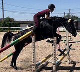 ТРАКЕНЕНСКАЯ КОБЫЛА 
