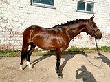 Спортивный пони-класс