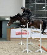 Честный жеребец в конкур