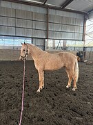 Кобыла 2024 гр