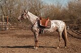 Чубарая кобыла (жереба на 27)