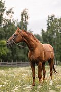 Высокий Жеребец в производ