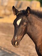 Кобыла кросс-андалуз