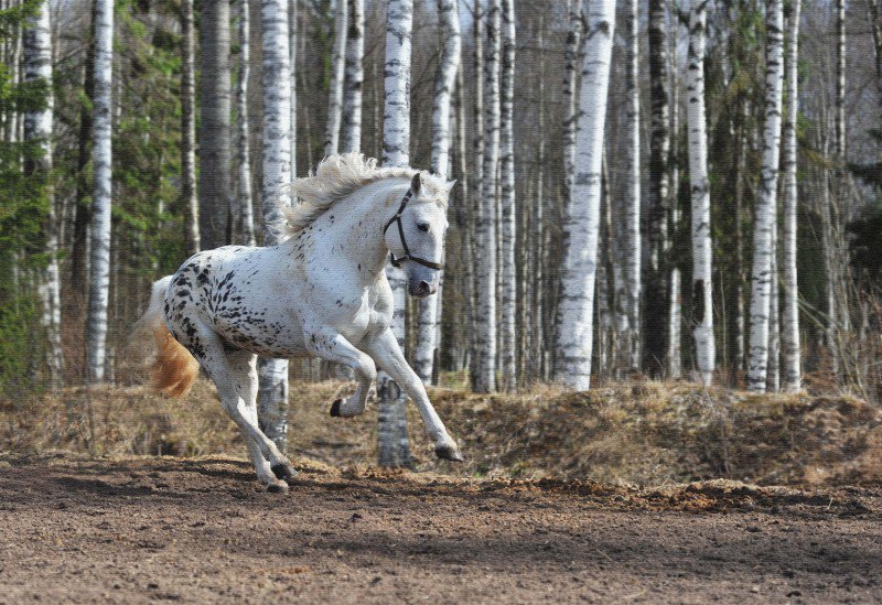 Алтайский жеребец. Фото Иван Тостов