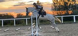 кобыла спортивной помеси