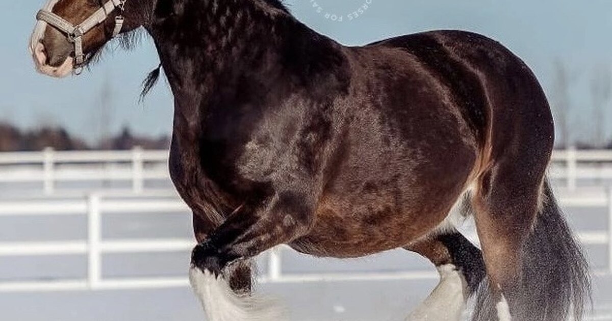 Шайр конкур