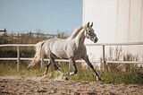 Орловская рысистая кобыла
