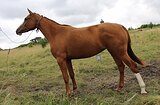 Будёновская кобыла 2021 г.р.