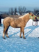 Жеребец пони - класса
