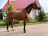УНИВЕРСАЛЬНАЯ